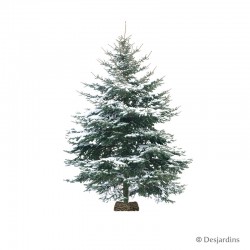 Sapin naturel flocké -...