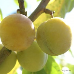 Prune Reine Claude Dorée...