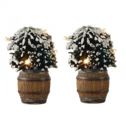 Arbres "Buxus Bush in...