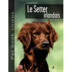 Setter Irlandais