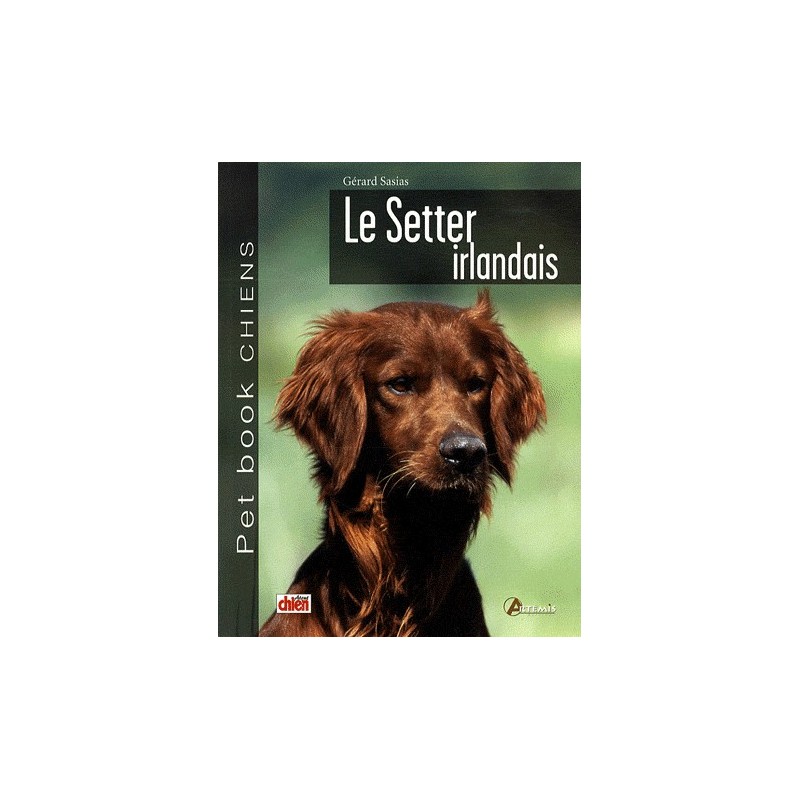 Setter Irlandais