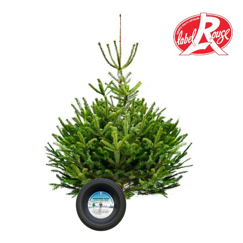 Sapin naturel coupé / pied percé Abies Nordmann + support à réserve d'eau - 150/175 cm - Label Rouge Sapin naturel coupé / pied percé Abies Nordmann + support à réserve d'eau - 150/175 cm - Label Rouge