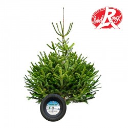Sapin naturel coupé / pied percé Abies Nordmann + support à réserve d'eau - 200/250 cm - Label Rouge