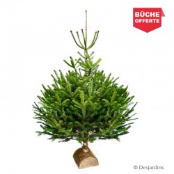 Sapin naturel coupé "Abies...