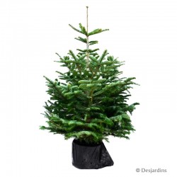 Sapin naturel en pot Abies Nordmann - 80/100 cm