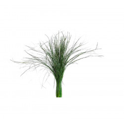 Feuillage Bear grass vert