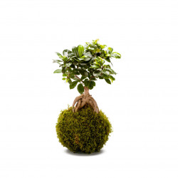 Kokedama ginseng 