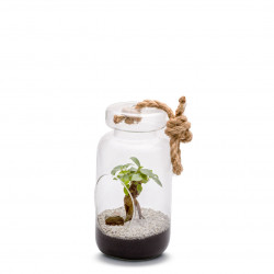 Terrarium vivant Jero L ginsg