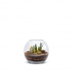 Terrarium vivant Tampico s 