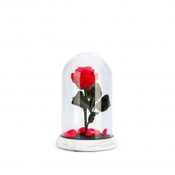 Verrine cloche socle ciment L rouge 