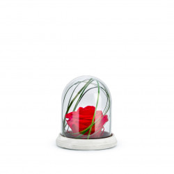 Verrine cloche socle ciment S rouge 