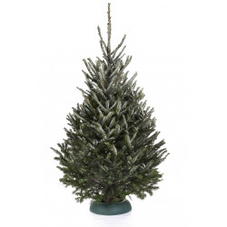 Sapin naturel coupé / pied percé "Abies Fraseri" 175-200 cm - GREEN CAP