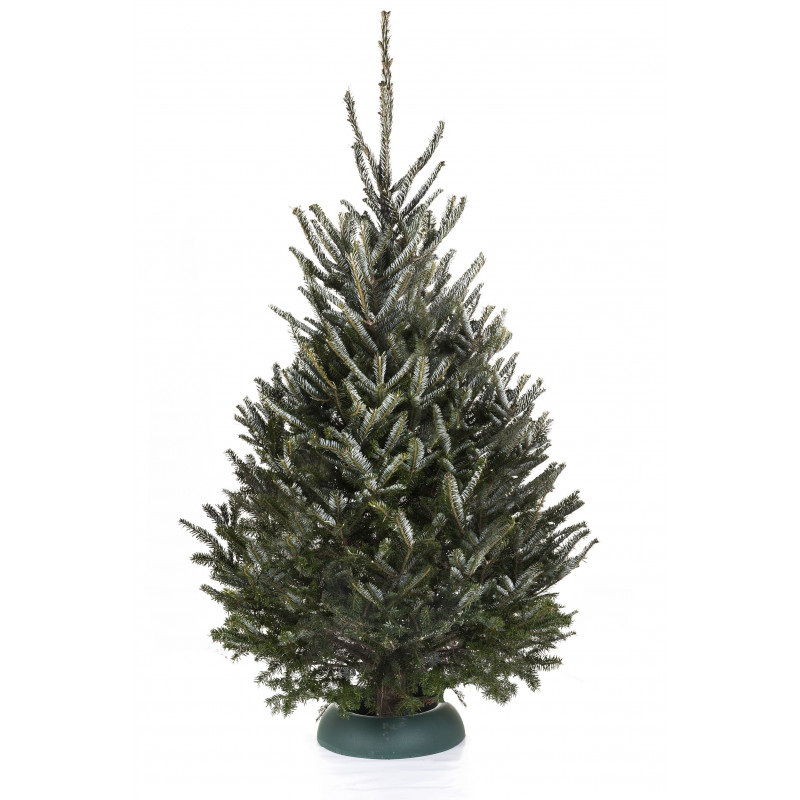 Sapin naturel coupé / pied percé "Abies Fraseri" 150-175 cm - GREEN CAP