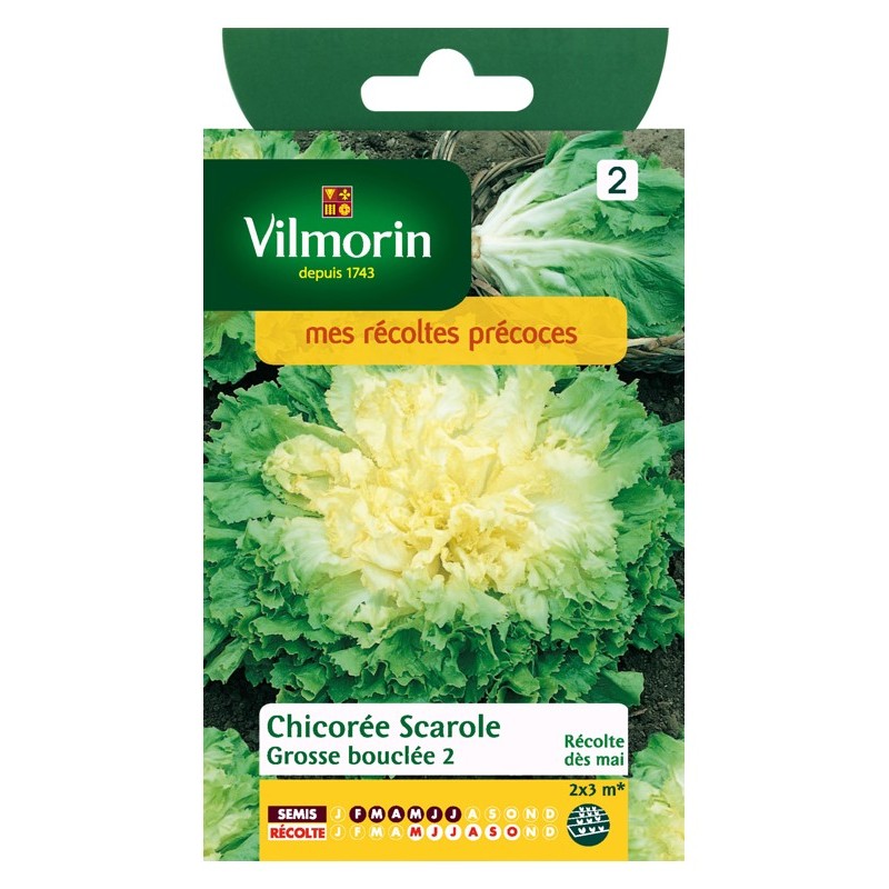 Chicorée Scarole Vilmorin grosse bouclée Chicorée Scarole Vilmorin grosse bouclée
