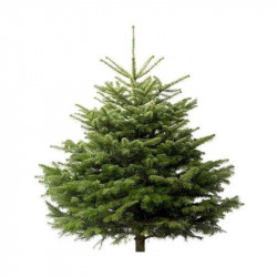 Sapin naturel coupé / pied percé "Abies Nordmann" 150/175 cm - GREEN CAP