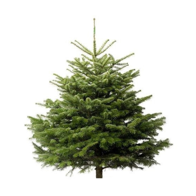 Sapin naturel coupé / pied percé "Abies Nordmann" 150/175 cm - GREEN CAP