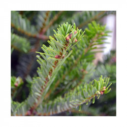 Sapin naturel coupé / pied percé "Abies Nordmann" 150/175 cm - GREEN CAP