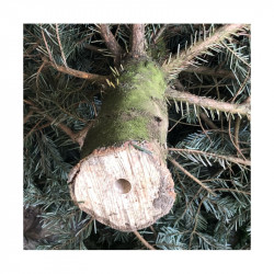 Sapin naturel coupé / pied percé "Abies Nordmann" 100/125 cm - GREEN CAP