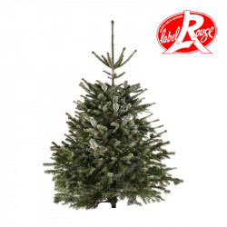 Sapin naturel coupé / pied percé "Abies Nordmann" 150/175 cm - LABEL ROUGE