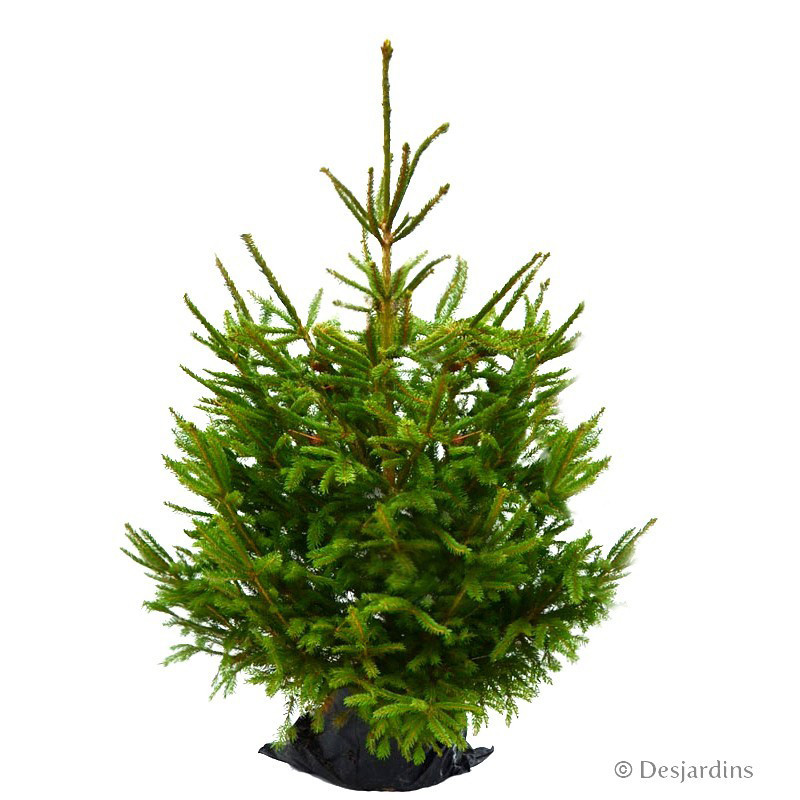 Sapin naturel en pot Epicéa Excelsa 80/100 cm GREEN CAP Desjardins.fr