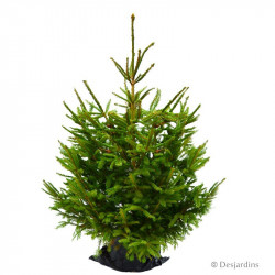 Sapin naturel en pot...