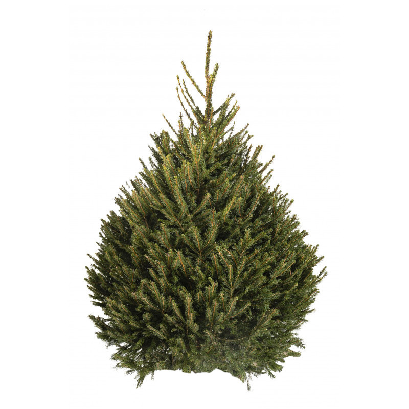 Sapin naturel coupé / pied percé "Epicea Excelsa" 100/150 cm - GREEN CAP