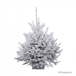 Sapin naturel glacé "Abies...