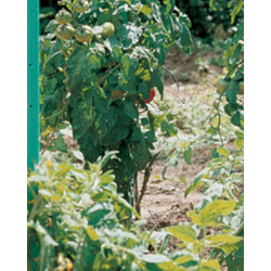 Tuteur tomato avec réserve 20mmx1.50m PVC vert - NORTENE 