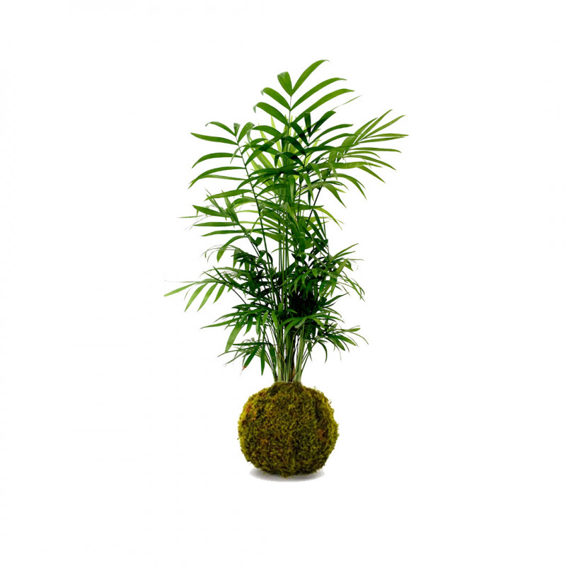 Kokedama chamaedorea - NATURALYS 