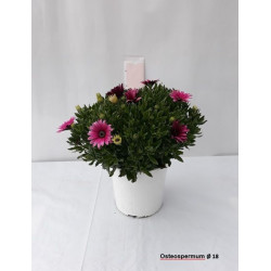 Osteospermum touffe p18 - DELLA VALLE 