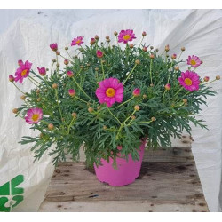 Anthemis rose touffe p14 - DELLA VALLE 