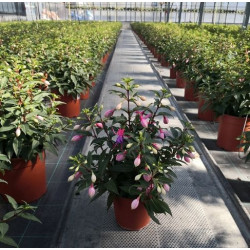 Fuchsia touffe p14 - DELLA VALLE