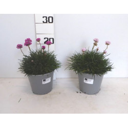 Armeria touffe p14 - DELLA VALLE 