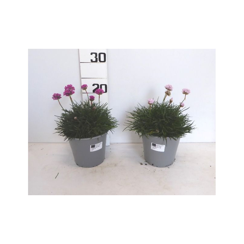 Armeria touffe p14 - DELLA VALLE 