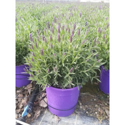 Lavandula stoechas touffe p18 - DELLA VALLE 