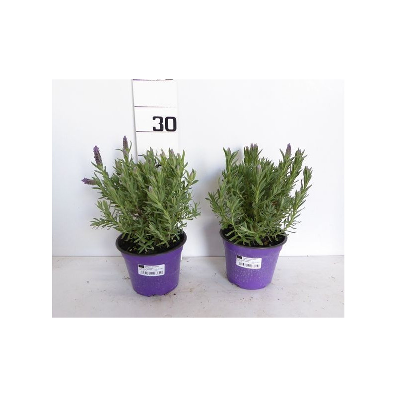 Lavandula stoechas touffe p14 - DELLA VALLE 