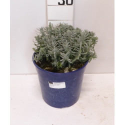 Lavandula hidcote touffe p18 - DELLA VALLE