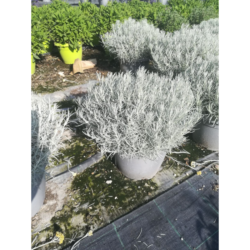 Helichrysum italicum touffe p25 - DELLA VALLE 