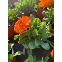 Calendula touffe p14 - DELLA VALLE 