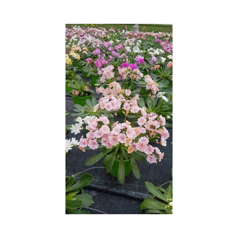 Lewisia touffe p14 - DELLA VALLE 