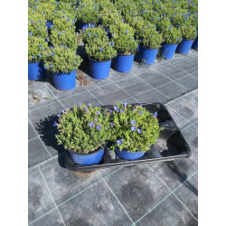 Lithodora touffe p14 - DELLA VALLE