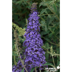 BUDDLEJA davidii Reve Papillon® Bleu TFE C4.5L - SILENCE ÇA POUSSE 