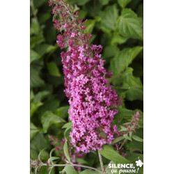 BUDDLEJA davidii Pink Delight TFE C4.5L - SILENCE ÇA POUSSE 