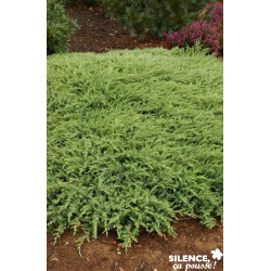 JUNIPERUS conferta Slager C4.5L - SILENCE ÇA POUSSE 