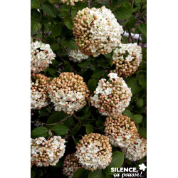 VIBURNUM carlcephalum TFE C4.5L - SILENCE ÇA POUSSE 