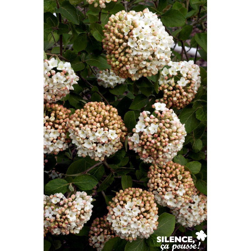 VIBURNUM carlcephalum TFE C4.5L - SILENCE ÇA POUSSE 