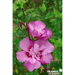 HIBISCUS syriacus Eruption® TFE C4.5L - SILENCE ÇA POUSSE 