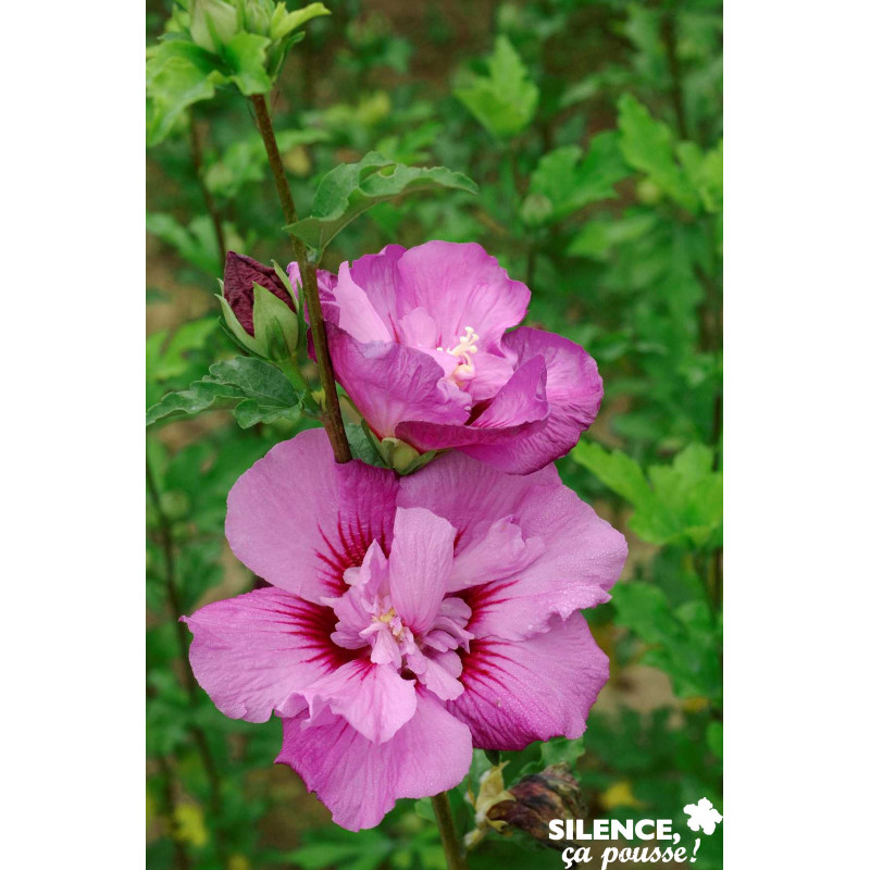 HIBISCUS syriacus Eruption® TFE C4.5L - SILENCE ÇA POUSSE 