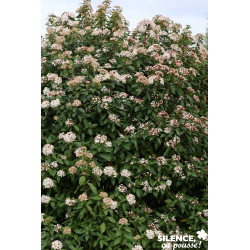 VIBURNUM tinus C2L-DECO - SILENCE ÇA POUSSE 