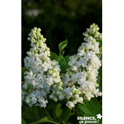 SYRINGA vulgaris Dentelle D'Anjou® TFE C10L - SILENCE ÇA POUSSE 